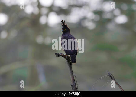 Lange Crested Eagle, Lophaetus occipitalis, Lake Naivasha National Reserve, Kenia, Afrika Stockfoto