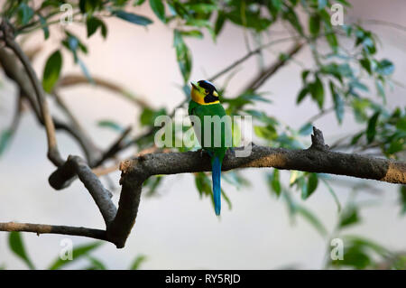 Long-tail Broadbill, Psarisomus dalhousiae, Sattal, Nainital, Uttarakhand, Indien Stockfoto