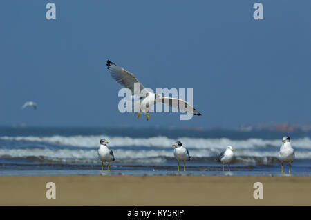 Pallas Gulls, Ichthyaetus ichthyaetus, akshi Strand, Alibaug, Maharashtra, Indien Stockfoto