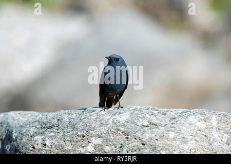 Plumbous, redstart Phoenicurus fuliginosus, Chaffi, Nainital, Uttarakhand, Indien Stockfoto