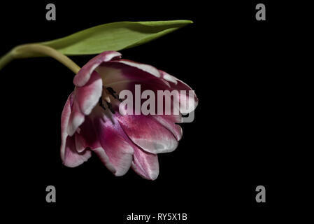 Schöne magenta Tulip mit weißen Rand close-up auf schwarzem Hintergrund Stockfoto