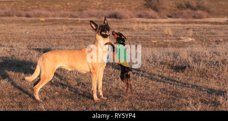 Zwei Hunden, Große und Kleine, die Belgische Schäferhund Malinois und ein zwergpinscher in Frühling Gras in der Natur Stockfoto