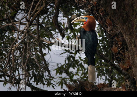 Das Bild der rufous-necked Nashornvogel (Aceros nipalensis) in Latpanchor, Darjeeling, West Bengal, Indien Stockfoto