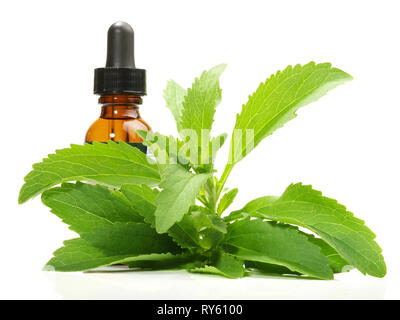 Stevia Blätter auf weißem Hintergrund Stockfoto