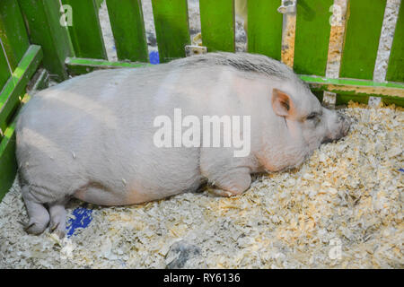 Schwein schlafen im Zoo. Stockfoto