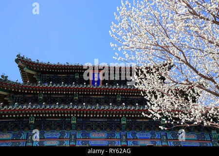 Peking, China. 11 Mär, 2019. Foto am 11. März 2019 zeigt genommen Peach Blossoms an der Jingshan Park in Peking, der Hauptstadt von China. Credit: Liu Xianguo/Xinhua/Alamy leben Nachrichten Stockfoto