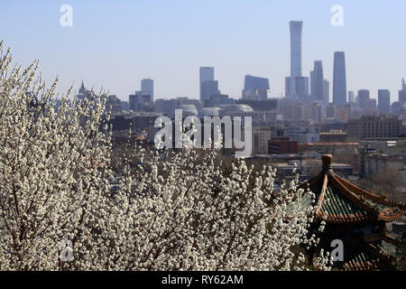 Peking, China. 11 Mär, 2019. Foto am 11. März 2019 zeigt genommen Peach Blossoms an der Jingshan Park in Peking, der Hauptstadt von China. Credit: Liu Xianguo/Xinhua/Alamy leben Nachrichten Stockfoto