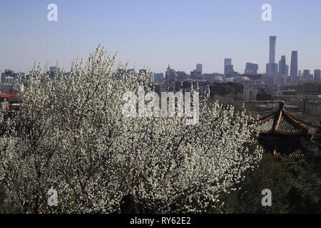 Peking, China. 11 Mär, 2019. Foto am 11. März 2019 zeigt genommen Peach Blossoms an der Jingshan Park in Peking, der Hauptstadt von China. Credit: Liu Xianguo/Xinhua/Alamy leben Nachrichten Stockfoto