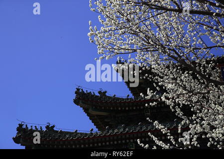 Peking, China. 11 Mär, 2019. Foto am 11. März 2019 zeigt genommen Peach Blossoms an der Jingshan Park in Peking, der Hauptstadt von China. Credit: Liu Xianguo/Xinhua/Alamy leben Nachrichten Stockfoto