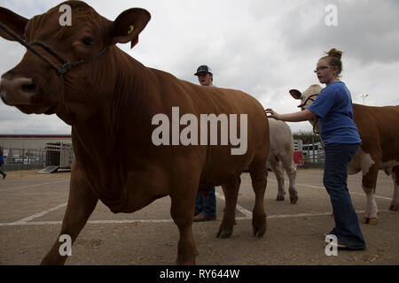 (190312) - HOUSTON, 12. März 2019 (Xinhua) - die Teilnehmer bringen ihre Ochsen auf der Houston Livestock Show und Rodeo in Houston, Texas, USA, am 11. März 2019. Viele Eltern mit ihren Kindern zu der Veranstaltung am Montag, dem ersten Tag der Spring Break. Die jährlichen Houston Livestock Show und Rodeo,, die am 25. Februar dieses Jahres trat, wird bis 17. März statt. (Xinhua / Yi-Chin Lee) Stockfoto