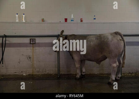 (190312) - HOUSTON, 12. März 2019 (Xinhua) - ein Steer ist an der Houston Livestock Show und Rodeo in Houston, Texas, USA, am 11. März 2019 gebadet. Viele Eltern mit ihren Kindern zu der Veranstaltung am Montag, dem ersten Tag der Spring Break. Die jährlichen Houston Livestock Show und Rodeo,, die am 25. Februar dieses Jahres trat, wird bis 17. März statt. (Xinhua / Yi-Chin Lee) Stockfoto