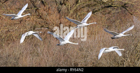 12. März 2019, Baden-Wuerttemberg, Bechingen: Schwäne fliegen in der Morgensonne über ein Naturschutzgebiet. Foto: Thomas Warnack/dpa Stockfoto