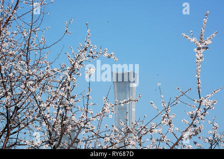 (190312) - Peking, 12. März 2019 (Xinhua) - Foto am 12. März 2019 zeigt blühenden Blumen in einem Park in Peking, der Hauptstadt von China. (Xinhua / Ju Huanzong) Stockfoto