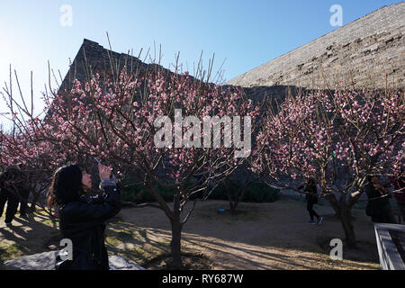 (190312) - Peking, 12. März 2019 (Xinhua) - eine Frau nimmt Bilder von Pflaume Blüten an der Beijing Ming Dynastie (1368-1644) Stadtmauer Reliquien Park in Peking, der Hauptstadt von China, 12. März 2019. (Xinhua / Ju Huanzong) Stockfoto