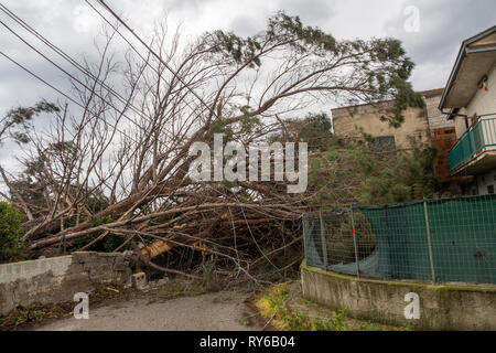 Corigliano Rossano, Italien, 12. März 2019 - ein gefallener Baum eine Straße blockiert und schneiden Sie die elektrischen Leitungen in Corigliano Rossano, in Kalabrien, Süditalien, aufgrund der neuen Welle von schlechtem Wetter, die erhebliche Schäden durch starke Winde verursacht. Credit: Alfonso Di Vincenzo/Kontrolab/Alamy leben Nachrichten Stockfoto