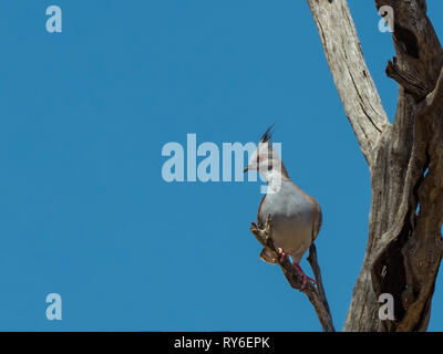 Crested Pigeon (Ocyphaps lophotes lophotes) Race'' Stockfoto