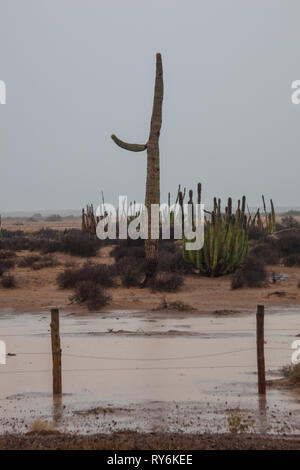 Rancho El Sahuaro, Mpo. Caborca, Sonora, Mexiko Stockfoto