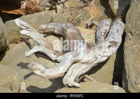 Wetter gebleichtem Holz- trunk am Ufer des Golden Bay Neuseeland Stockfoto