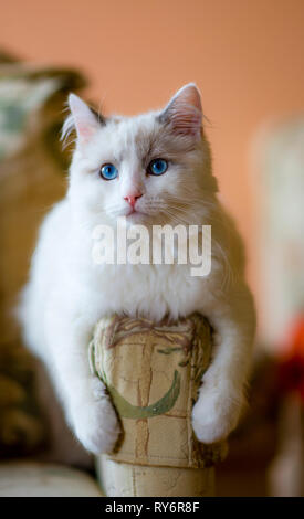 Weiß behaarten Katze auf die Armlehne des Sofas zu Hause sitzen Stockfoto