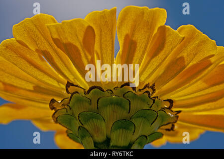 Gelbe Blume vor blauem Himmel, Ansicht von unten Stockfoto