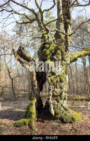 Märchenwald alte Buche - Alter knorriger märchenhafter Winter Hutebaum Halloh Kellerwald alte Buchen... alter Wald. Stockfoto