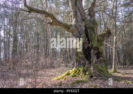 Märchenwald alte Buche - Alter knorriger märchenhafter Winter Hutebaum Halloh Kellerwald alte Buchen... alter Wald. Stockfoto