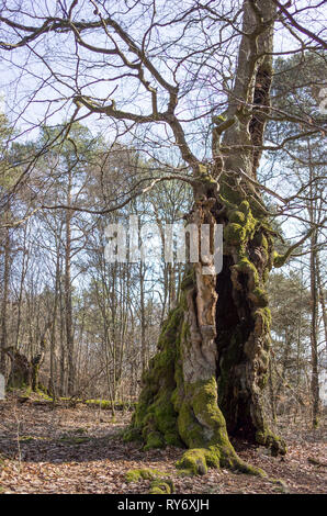 Märchenwald alte Buche - Alter knorriger märchenhafter Winter Hutebaum Halloh Kellerwald alte Buchen... alter Wald. Stockfoto