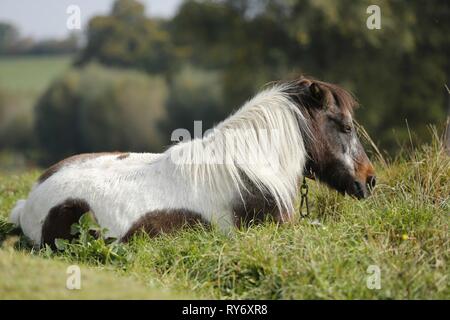 Lügen Pony Stockfoto