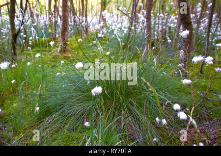 Baumwolle gras vaginantum im Moor Stockfoto