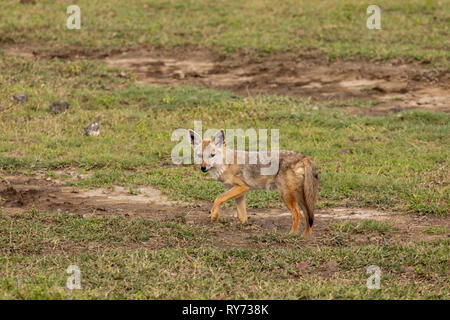 Golden Schakal (Canis aureus) Jagd auf die Savanne in Ngorongoro Krater, Tansania Stockfoto