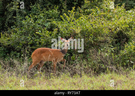 Buschbock (Tragelaphus skriptingunterbrechung) Weibliche in den Wäldern im Ngorongoro Krater, Tansania Stockfoto