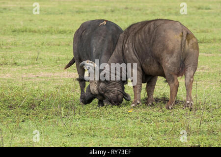 Kaffernbüffel (Syncerus Caffer) mit Red-billed oxpeckers, Männer auf der Savanne in Ngorongoro Krater, Tansania kämpfen Stockfoto