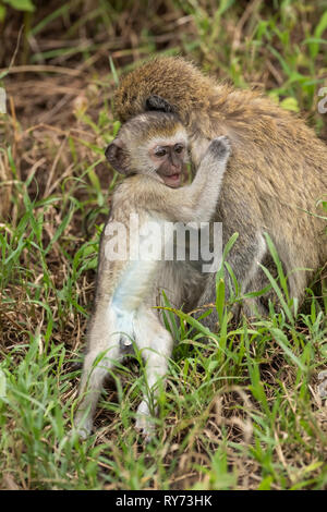 Meerkatze (Cercopithecus aethiops) Baby spielt im Ngorongoro Krater, Tansania Stockfoto