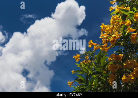 Tecoma stans. Gelbe Blume blühen in jeder Saison in Brasilien. Stockfoto