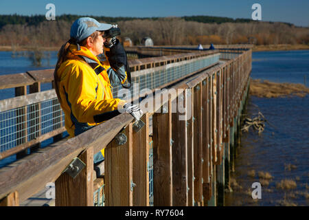 Birding entlang Nisqually Estuary Boardwalk Trail, Billy Frank Jr Nisqually National Wildlife Refuge, Washington Stockfoto