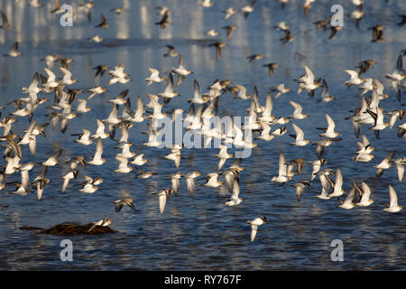Strandläufer (Calidris alpina) Herde im Flug, Tanne Insel Betriebe finden, Skagit Wildlife, Washington Stockfoto