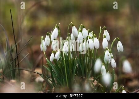 Gruppe mit Blüte Schneeglöckchen im frühen Frühling Saison Stockfoto