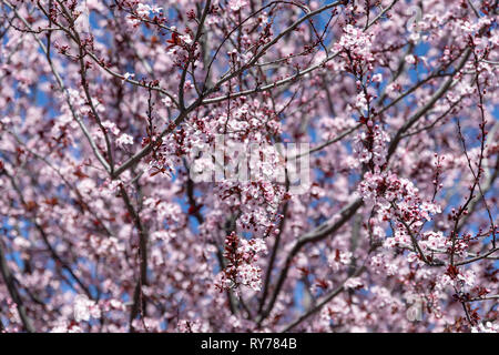 Flowering cherry tree, Kalifornien, USA Stockfoto