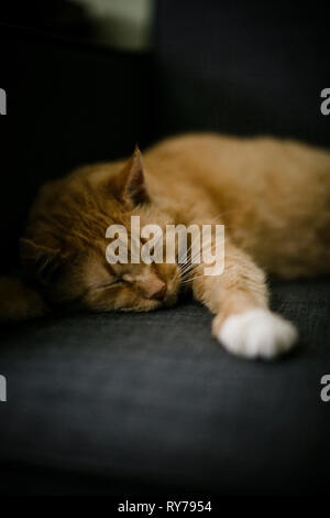 Close-up von Ingwer Katze auf Sofa zu Hause schlafen Stockfoto