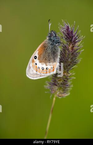 Alpine Heath (Coenonympha gardetta) sitzt auf Grassamen Kopf, Tirol, Österreich Stockfoto