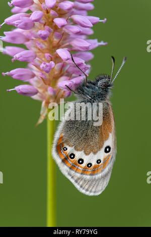 Alpine Heath (Coenonympha gardetta) sitzt auf Persicaria bistorta (Polygonum bistorta), Tirol, Österreich Stockfoto