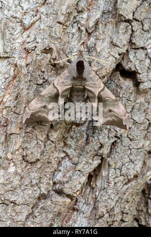 Pappel Hawk-moth (Laothoe populi) auf der Rinde von einer Pappel (Populus), Vorarlberg, Österreich getarnt Sitzen Stockfoto