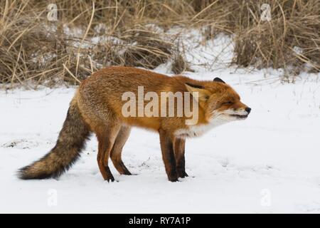 Red Fox (Vulpes vulpes) im Schnee, aggressives Verhalten, Nord Holland, Niederlande Stockfoto