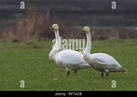 Gehören singschwan (Cygnus Cygnus), Paar stehen auf einer Wiese, Emsland, Niedersachsen, Deutschland Stockfoto