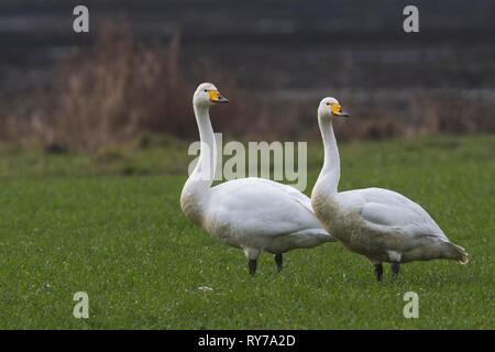 Gehören singschwan (Cygnus Cygnus), Paar stehen auf einer Wiese, Emsland, Niedersachsen, Deutschland Stockfoto