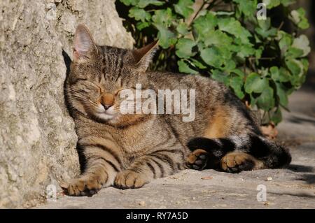 Hauskatze, Makrele, schlafend gegen Hauswand gelehnt, Österreich Stockfoto