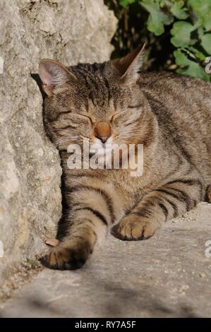 Hauskatze, Makrele, schlafend gegen Hauswand gelehnt, Österreich Stockfoto