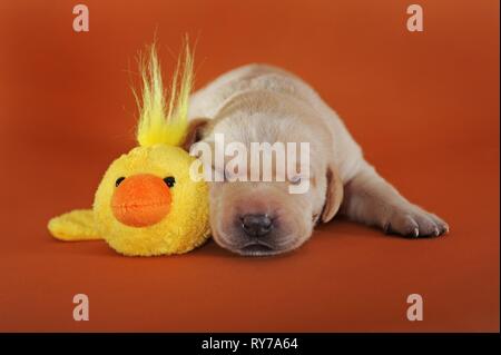 Labrador Retriever, Gelb, Welpen 10 Tage, Schlafen neben Plüsch Ente, Österreich Stockfoto