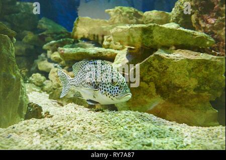 Harlequin sweetlip (Plectorhinchus chaetodonoides) Schwimmen in einem Aquarium, Captive, Deutschland Stockfoto