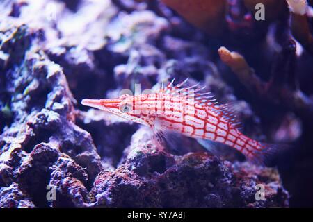 Longnose fischfreundschaften (Oxycirrhites typus) in einem Aquarium, Captive, Deutschland Stockfoto